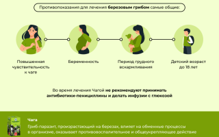 Чага при гастрите, как заваривать и пить при лечении?