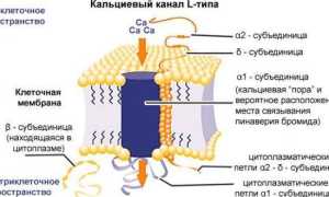 Блокаторы кальциевых каналов список препаратов последнего поколения