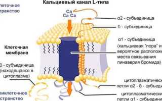 Блокаторы кальциевых каналов список препаратов последнего поколения