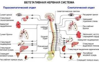 Вегето сосуд дистония