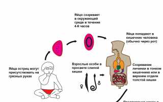 Симптомы и лечение остриц (энтеробиоза) у взрослого человека