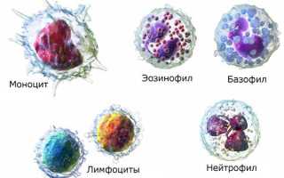 Высокие моноциты в крови у ребенка причины