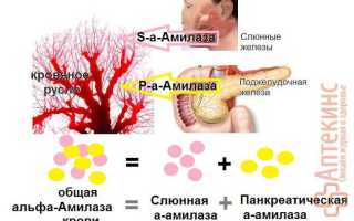 Уровень амилазы в крови норма у мужчин