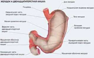 Боли в желудке при раке