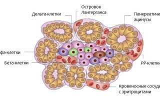 А и В клетки поджелудочной железы (альфа, бета), антитела – их регенерация и пересадка