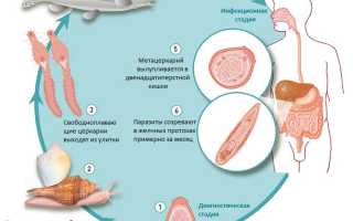 Профилактика описторхоза у взрослого населения в домашних условиях