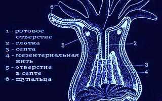 Строение полипа