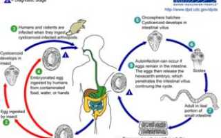 Карликовый цепень – пути заражения, симптомы и лечение заболевания