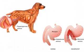 Заболевания поджелудочной железы у собак: панкреатит, недостаточность и другие болезни