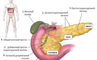 Эндокринная и экзокринная части поджелудочной железы