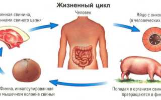 Как вывести цепня (солитера) из организма человека?