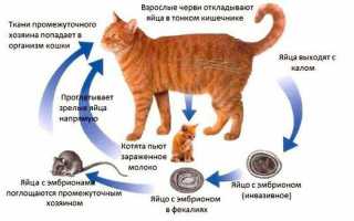 Как передаются глисты у человека могут ли перейти к другому?