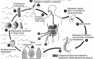 Шистосомоз (шистосоматоз, бильгарциоз), возбудитель – кровяной (японский) сосальщик