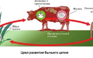 Кто является промежуточным и основным (окончательным) хозяином бычьего цепня?