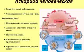 Аскариды – причины (возбудитель, источник) аскаридоза