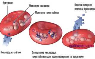 Anisocytosis что это