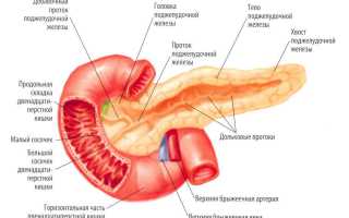 Кишечник, поджелудочная железа и двенадцатиперстная кишка при панкреатите