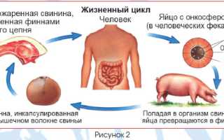 Яйца финны, личинки, цисты цепней (солитера)