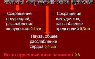 Сердечный цикл и его фазы кратко