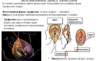 Как осуществляется диагностика лямблиоза