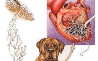 Дирофиляриоз (дирофилярия), глисты в сердце у человека – симптомы,  диагностика, лечение и профилактика