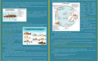 Лечение описторхоза, как избавиться от паразитов?