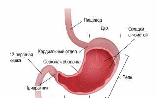 Полипы привратника