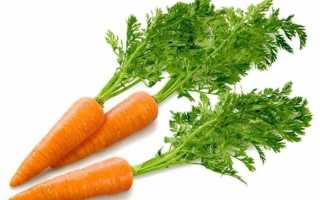 Лечение геморроя ботвой моркови, рецепт морковного чая