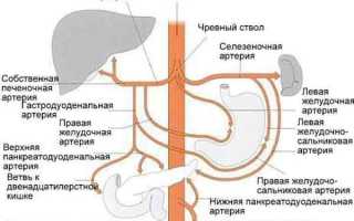 Лечение панкреатита пиявками, схема установки, гирудотерапия поджелудочной железы