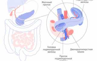 Все о поджелудочной железе у человека, фото, видео