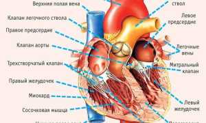 Что представляют собой левый и правый желудочек сердца