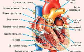 Что представляют собой левый и правый желудочек сердца