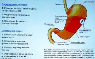 Язва желудка: пилорический, антральный, выходной и кардиальный отделы