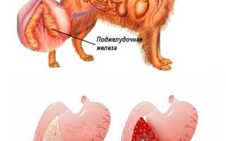 Лечение панкреатита у собак: как и чем лечить поджелудочную железу?