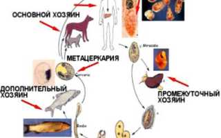 Заражение описторхозом – возбудитель, причины появления, откуда берется?