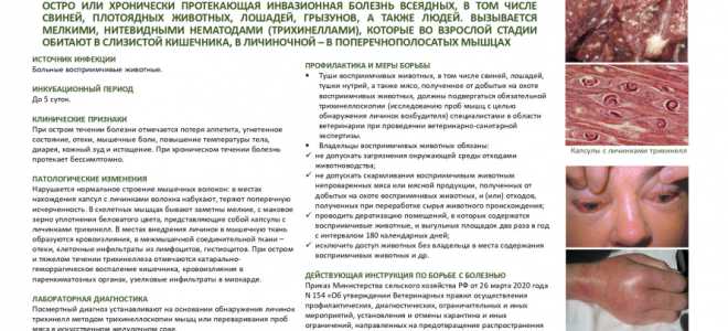 Трихинеллез – общие сведения о заболевании, пути заражения, симптомы, диагностика и особенности лечения