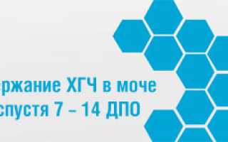 Когда повышается хгч при беременности в крови