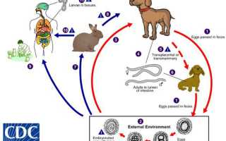 Причины заражения токсокарозом, каким путем передаются токсокары?