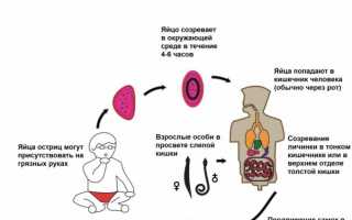 Лечение остриц (энтеробиоза) у детей, как и чем лечить?