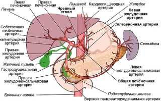 Селезенка и поджелудочная железа