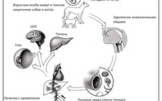 Лечение токсокароза народными средствами