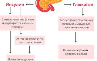 Какие функции выполняет поджелудочная железа человека?