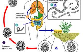 Личинка аскариды – миграция, развитие в организме человека