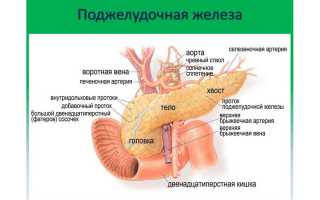 Значение поджелудочной железы