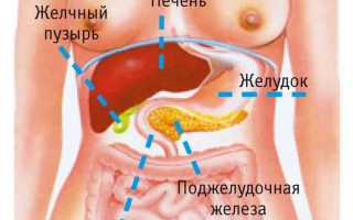 Где находится (расположена) поджелудочная железа у человека?