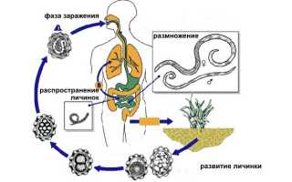 Кашель при глистах у детей и взрослых, какие гельминты вызывают?