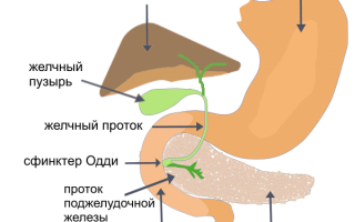 Поджелудочная железа, печень и желчный пузырь